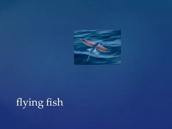 flying fish