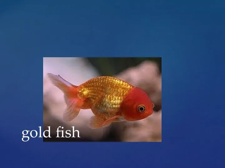 gold fish