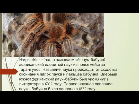 Harpactirinae (чаще называемый паук-бабуин) - африканский ядовитый паук из подсемейства тарантулов. Название