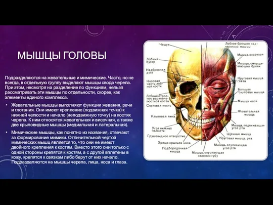 МЫШЦЫ ГОЛОВЫ Подразделяются на жевательные и мимические. Часто, но не всегда, в