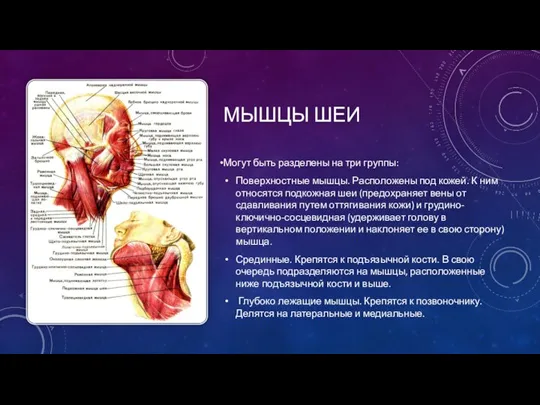 МЫШЦЫ ШЕИ Могут быть разделены на три группы: Поверхностные мышцы. Расположены под