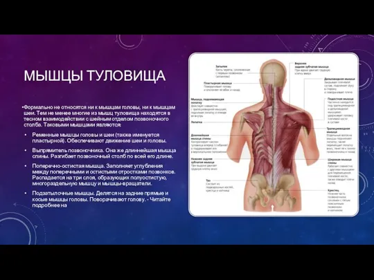 МЫШЦЫ ТУЛОВИЩА Формально не относятся ни к мышцам головы, ни к мышцам