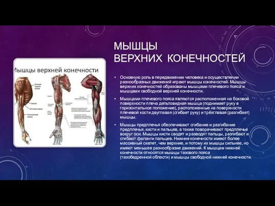 МЫШЦЫ ВЕРХНИХ КОНЕЧНОСТЕЙ Основную роль в передвижении человека и осуществлении разнообразных движений