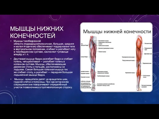 МЫШЦЫ НИЖНИХ КОНЕЧНОСТЕЙ Мышцы тазобедренной области (подвздошнопоясничная, большая, средняя и малая ягодичная)