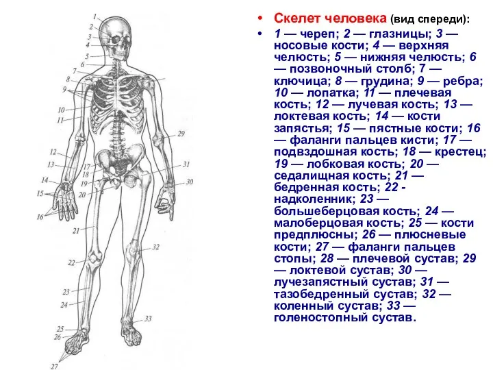 Скелет человека (вид спереди): 1 — череп; 2 — глазницы; 3 —