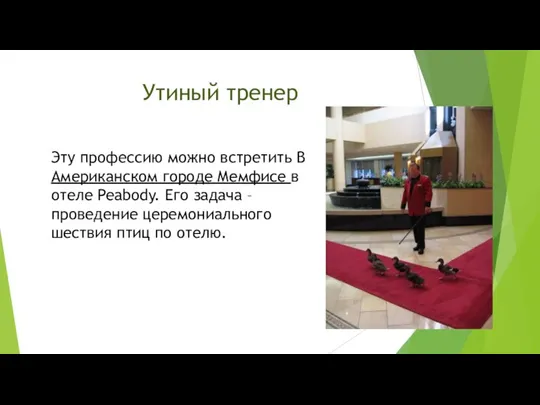 Утиный тренер Эту профессию можно встретить В Американском городе Мемфисе в отеле