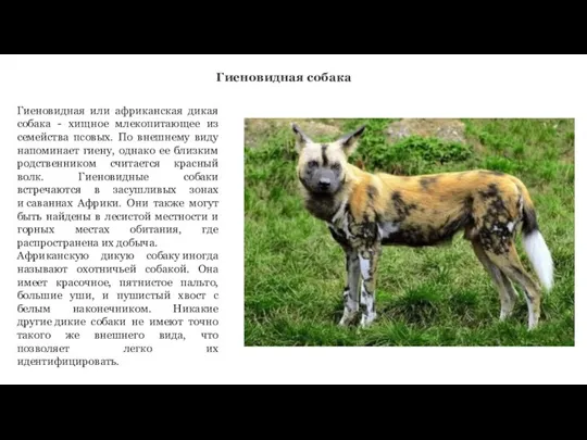 Гиеновидная собака Гиеновидная или африканская дикая собака - хищное млекопитающее из семейства