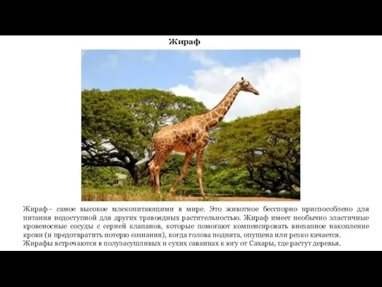 Жираф Жираф - самое высокое млекопитающими в мире. Это животное бесспорно приспособлено
