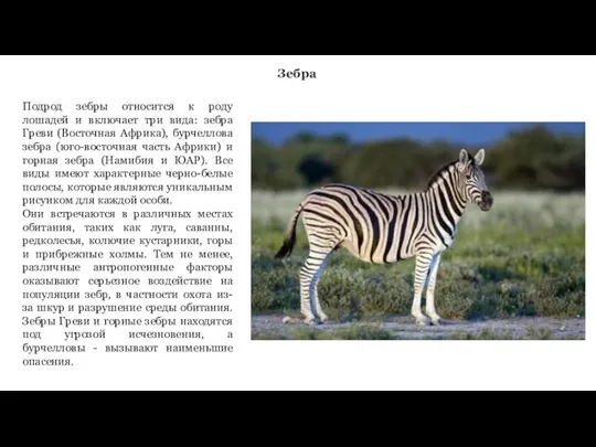 Зебра Подрод зебры относится к роду лошадей и включает три вида: зебра
