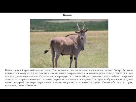 Канна Канна - самый крупный вид антилоп. Тем не менее, она достаточно