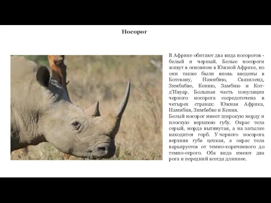 Носорог В Африке обитают два вида носорогов - белый и черный. Белые