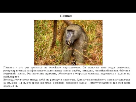 Павиан Павианы - это род приматов из семейства мартышковых. Он включает пять
