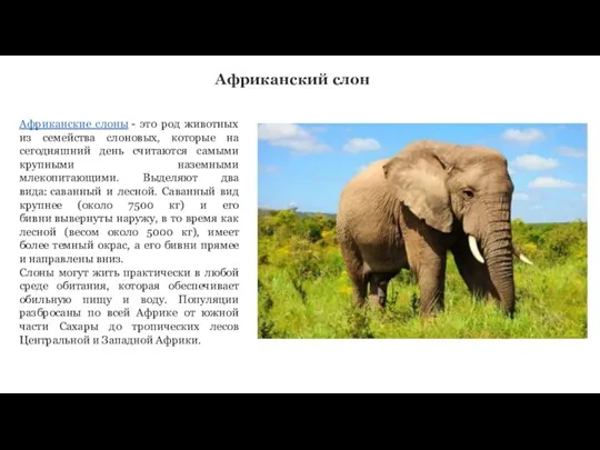 Африканский слон Африканские слоны - это род животных из семейства слоновых, которые