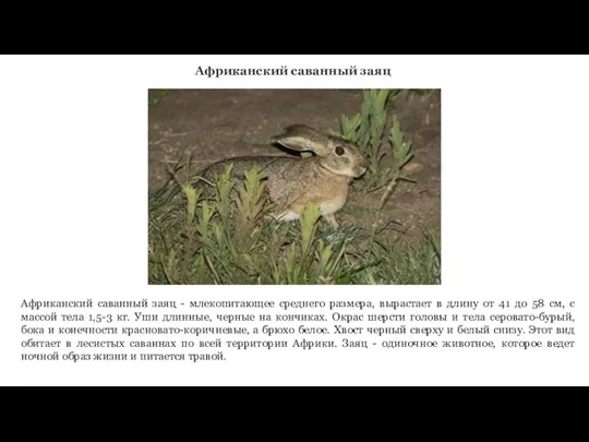 Африканский саванный заяц Африканский саванный заяц - млекопитающее среднего размера, вырастает в