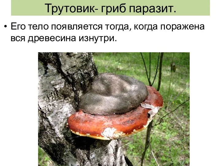 Трутовик- гриб паразит. Его тело появляется тогда, когда поражена вся древесина изнутри.
