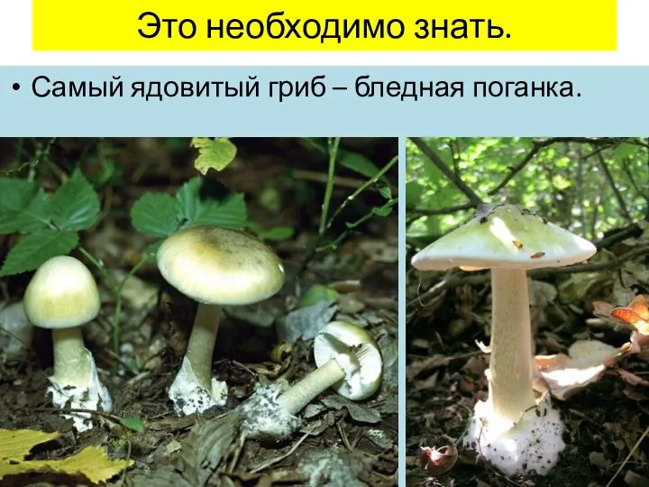 Это необходимо знать. Самый ядовитый гриб – бледная поганка.