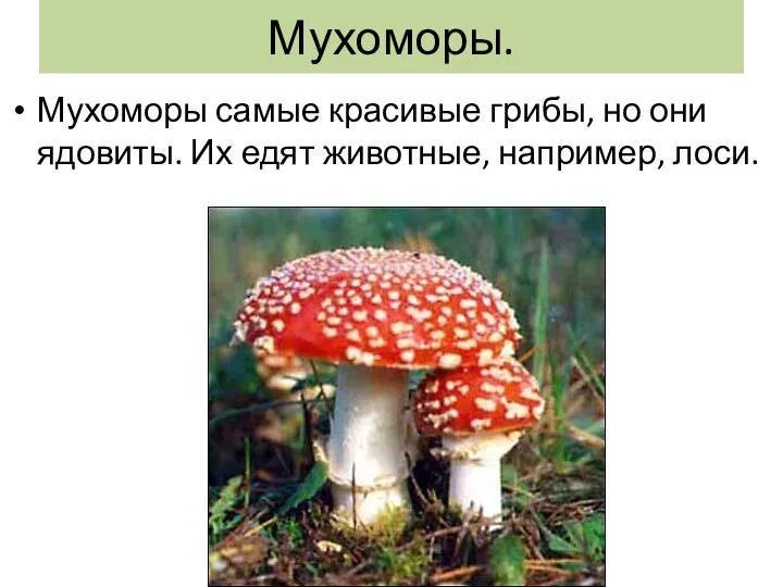 Мухоморы. Мухоморы самые красивые грибы, но они ядовиты. Их едят животные, например, лоси.
