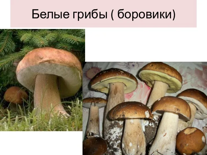 Белые грибы ( боровики)