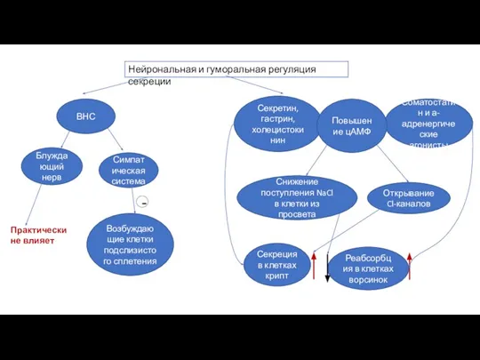 Нейрональная и гуморальная регуляция секреции Секретин, гастрин, холецистокинин Соматостатин и а-адренергические агонисты