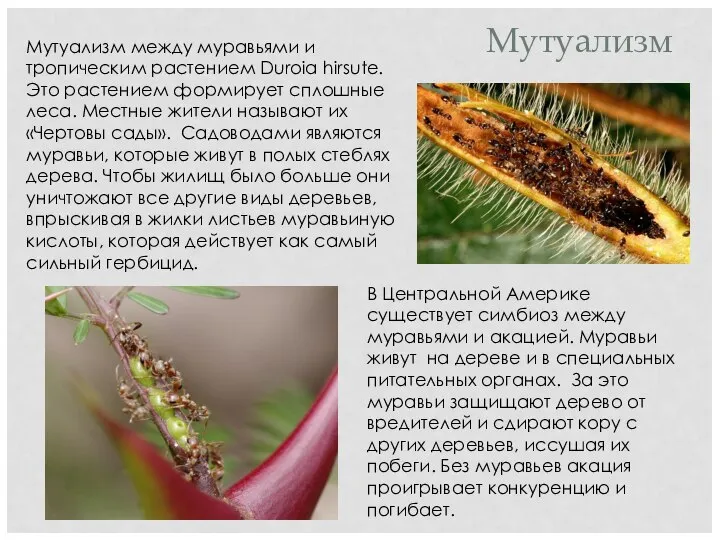 Мутуализм между муравьями и тропическим растением Duroia hirsute. Это растением формирует сплошные