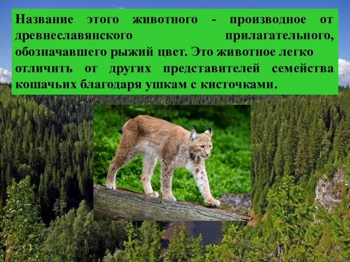 Название этого животного - производное от древнеславянского прилагательного, обозначавшего рыжий цвет. Это