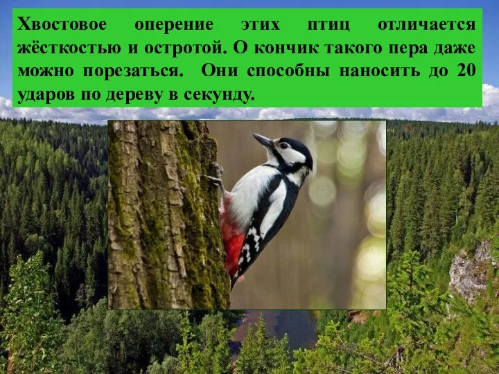 Хвостовое оперение этих птиц отличается жёсткостью и остротой. О кончик такого пера