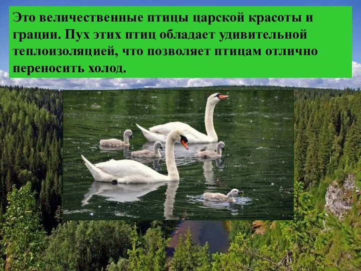 Это величественные птицы царской красоты и грации. Пух этих птиц обладает удивительной