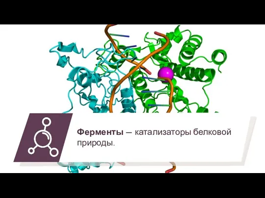 Ферменты — катализаторы белковой природы.