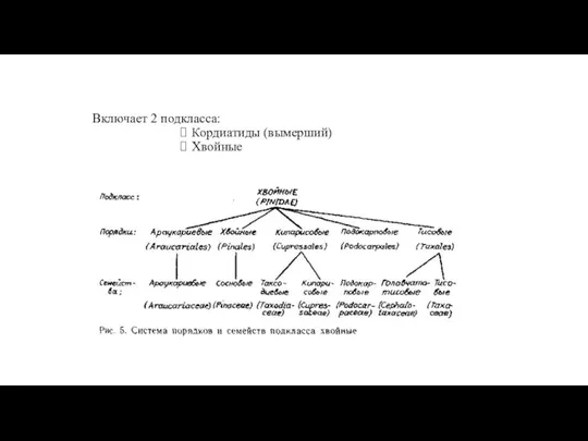 Включает 2 подкласса: Кордиатиды (вымерший) Хвойные