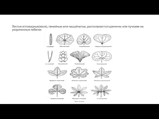 Листья игловидные(хвоя), линейные или чашуйчатые, располагаются одиночно или пучками на укороченных побегах