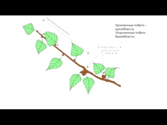 Удлиненные побеги – ауксибласты Укороченные побеги - брахибласты