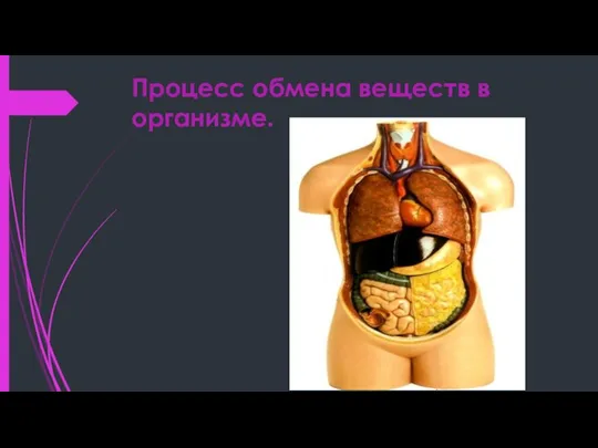 Процесс обмена веществ в организме.