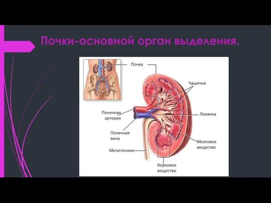 Почки-основной орган выделения.