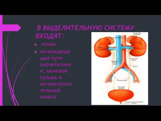 В ВЫДЕЛИТЕЛЬНУЮ СИСТЕМУ ВХОДЯТ: почки мочевыводящие пути (мочеточники, мочевой пузырь и мочеиспускательный канал)