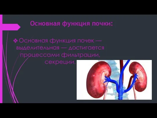 Основная функция почки: Основная функция почек — выделительная — достигается процессами фильтрации, секреции.