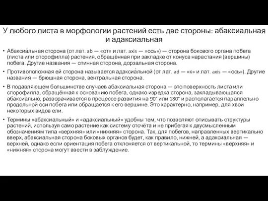 У любого листа в морфологии растений есть две стороны: абаксиальная и адаксиальная