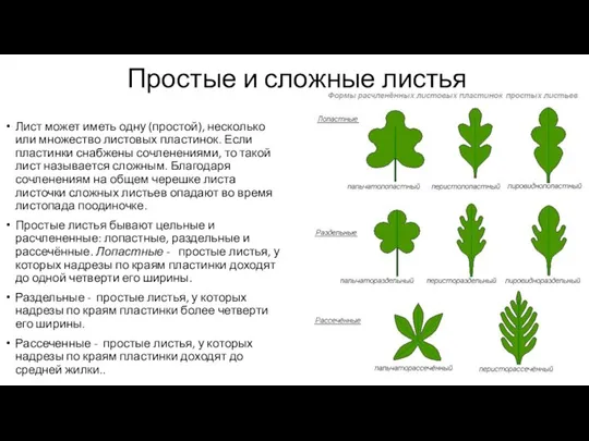 Простые и сложные листья Лист может иметь одну (простой), несколько или множество