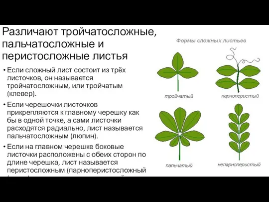 Различают тройчатосложные, пальчатосложные и перистосложные листья Если сложный лист состоит из трёх