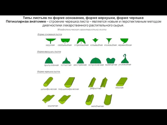 Типы листьев по форме основания, форме верхушки, форме черешка Петиолярная анатомия –