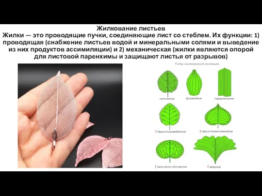 Жилкование листьев Жилки — это проводящие пучки, соединяющие лист со стеблем. Их