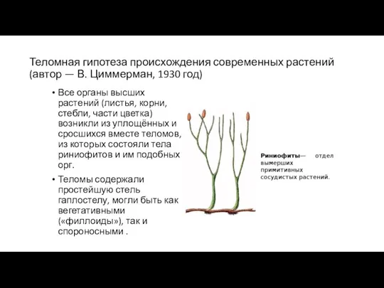 Теломная гипотеза происхождения современных растений (автор — В. Циммерман, 1930 год) Все