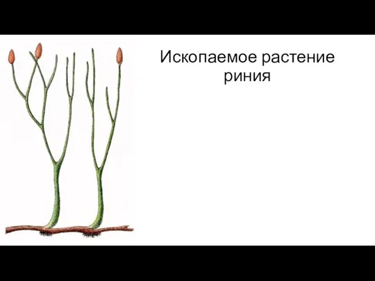 Ископаемое растение риния