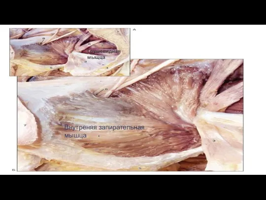 Внутреняя запирательная мышца Грушевидная мыщца