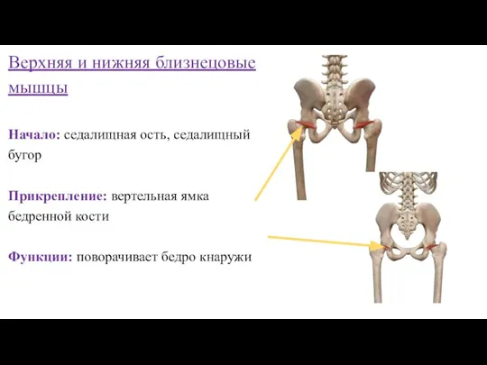 Верхняя и нижняя близнецовые мышцы Начало: седалищная ость, седалищный бугор Прикрепление: вертельная