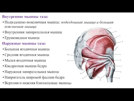 Внутренние мышцы таза: Подвздошно-поясничная мышца: подвздошная мышца и большая поясничная мышца Внутренняя