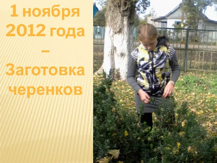 1 ноября 2012 года – Заготовка черенков