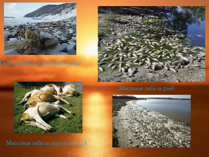 Массовая гибель коров в США Гибель птиц на охотском море Массовая гибель рыб