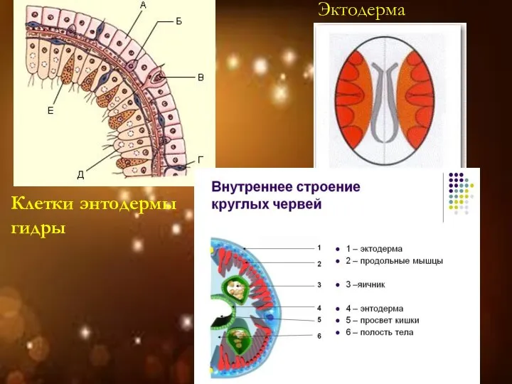 Клетки энтодермы гидры Эктодерма