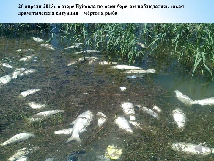 26 апреля 2013г в озере Буйвола по всем берегам наблюдалась такая драматическая ситуация – мёртвая рыба