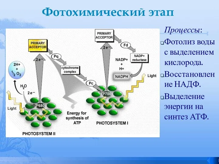 Фотохимический этап Процессы: Фотолиз воды с выделением кислорода. Восстановление НАДФ. Выделение энергии на синтез АТФ.